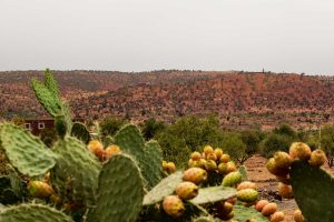 Désert marocain